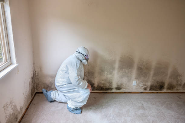 Best Residential Mold Remediation in Aristocrat Ranchettes, CO